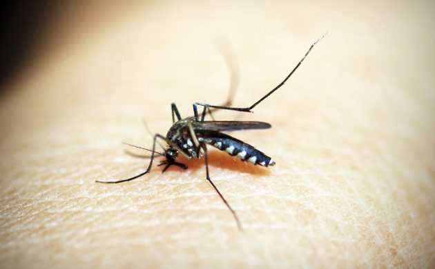20 Facts About Malaria That Will Open Your Eyes